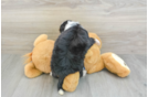 Playful Mini Bernese Poodle Poodle Mix Puppy