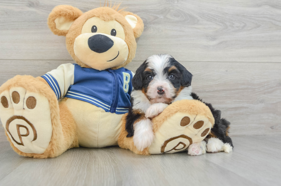 6 week old Mini Bernedoodle Puppy For Sale - Premier Pups