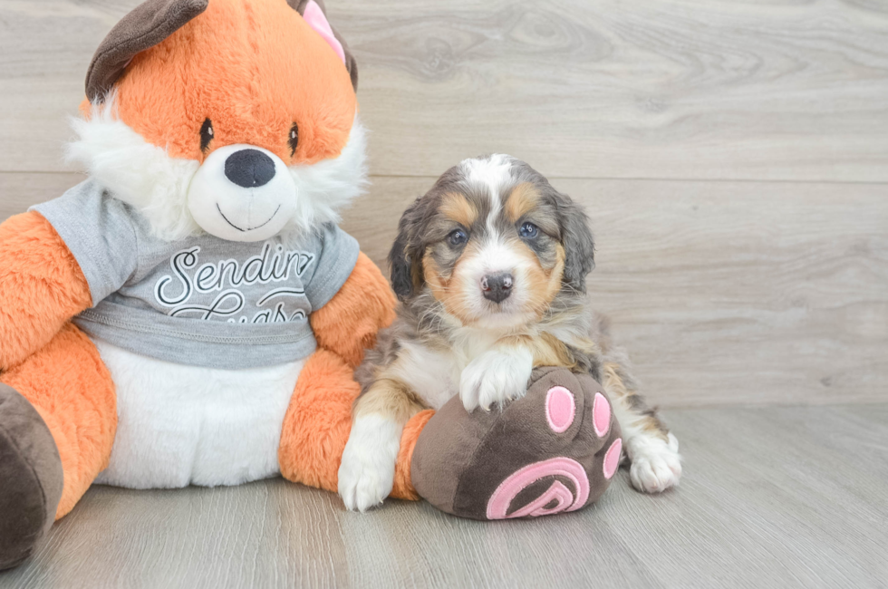 5 week old Mini Bernedoodle Puppy For Sale - Premier Pups