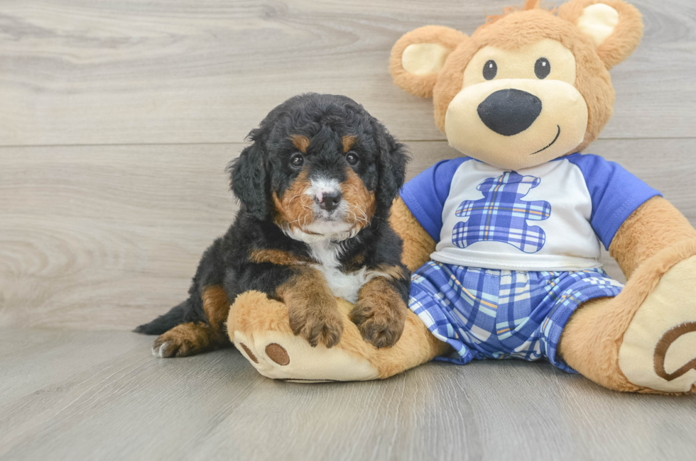5 week old Mini Bernedoodle Puppy For Sale - Premier Pups