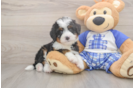 Happy Mini Bernedoodle Baby