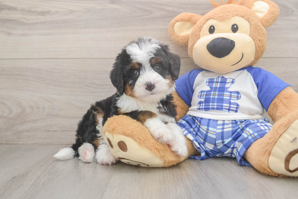 Happy Mini Bernedoodle Baby