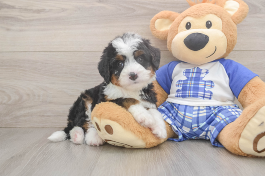 Happy Mini Bernedoodle Baby