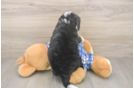 Funny Mini Bernedoodle Poodle Mix Pup