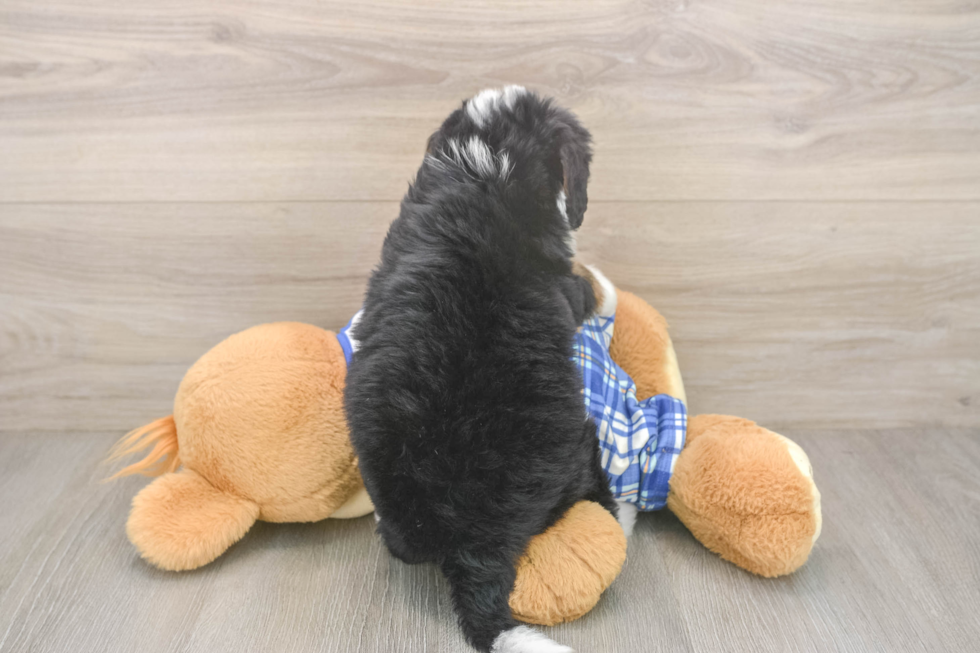 Funny Mini Bernedoodle Poodle Mix Pup
