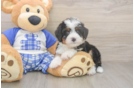 Adorable Bernadoodle Poodle Mix Puppy