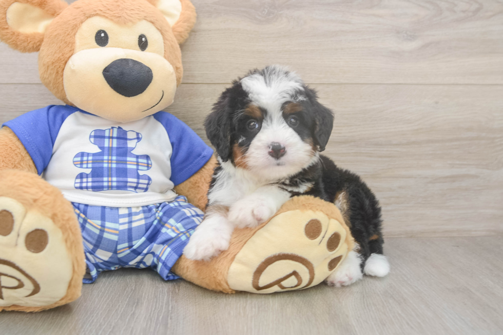 Adorable Bernadoodle Poodle Mix Puppy