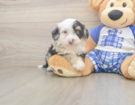 5 week old Mini Bernedoodle Puppy For Sale - Premier Pups