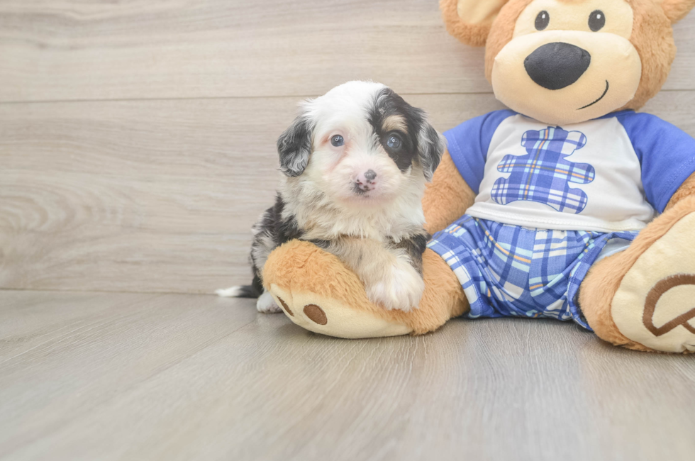 5 week old Mini Bernedoodle Puppy For Sale - Premier Pups