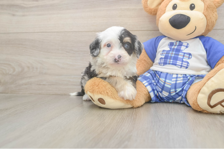 Meet Acadia - our Mini Bernedoodle Puppy Photo  1/3 - Premier Pups Petite Mini Bernedoodle Poodle Mix Pup