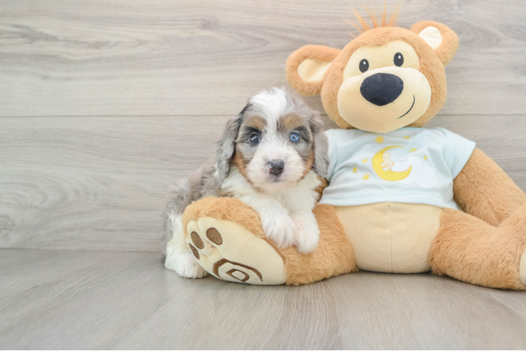 Mini Bernedoodle Puppy for Adoption