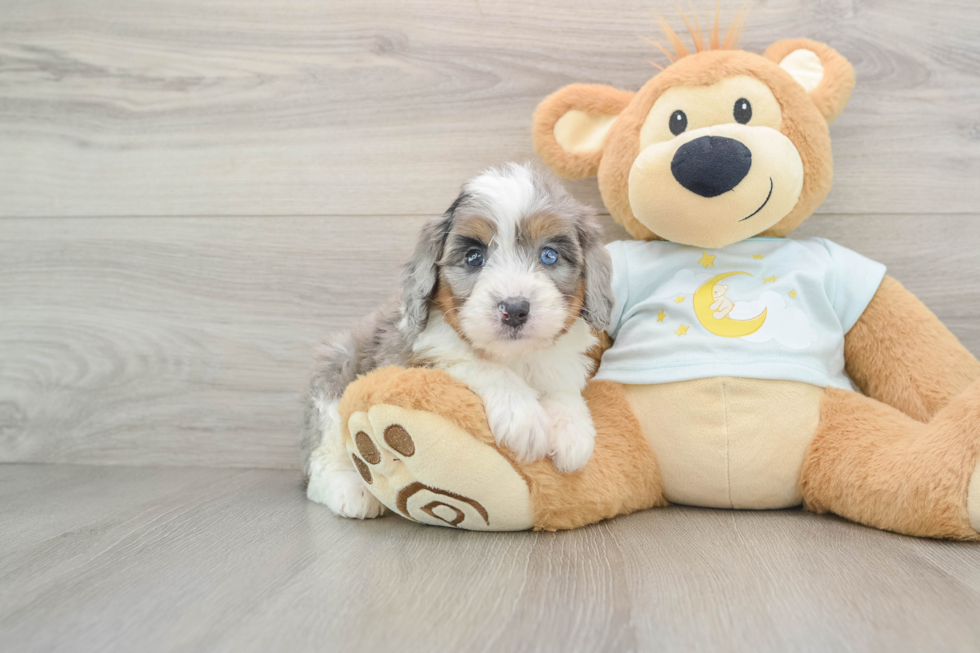 Mini Bernedoodle Puppy for Adoption