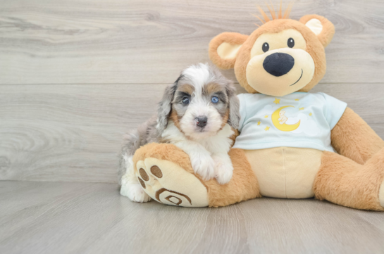 Mini Bernedoodle Puppy for Adoption