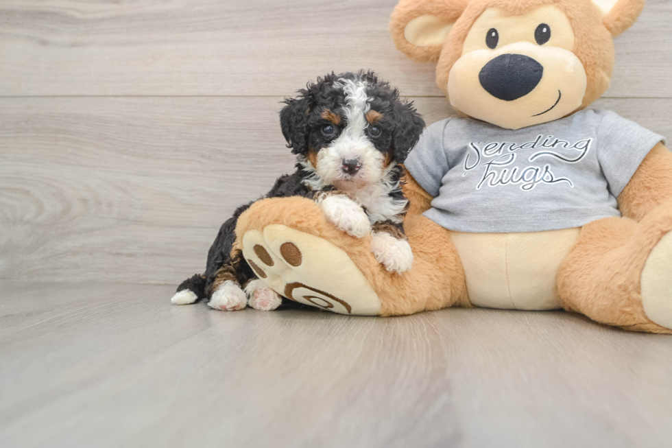 Happy Mini Bernedoodle Baby