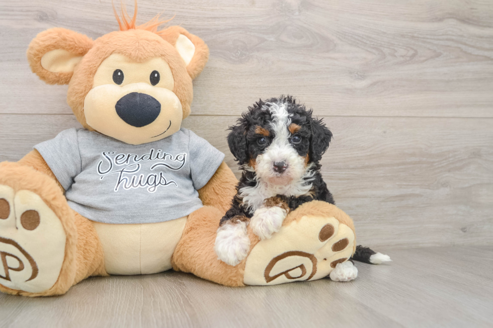 Smart Mini Bernedoodle Poodle Mix Pup