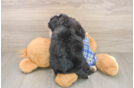 Mini Bernedoodle Puppy for Adoption