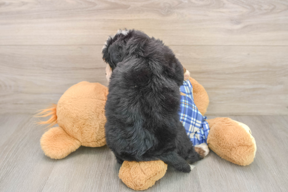 Mini Bernedoodle Puppy for Adoption