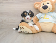 5 week old Mini Bernedoodle Puppy For Sale - Premier Pups