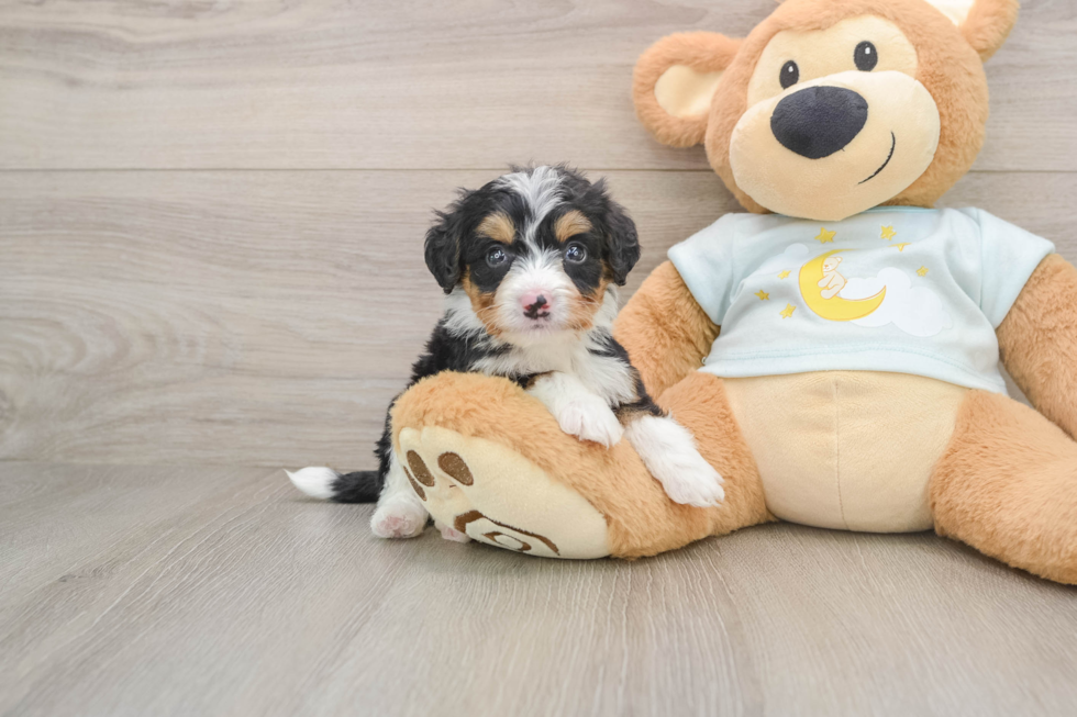 Adorable Mini Bernadoodle Poodle Mix Puppy