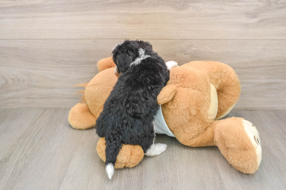 Funny Mini Bernedoodle Poodle Mix Pup