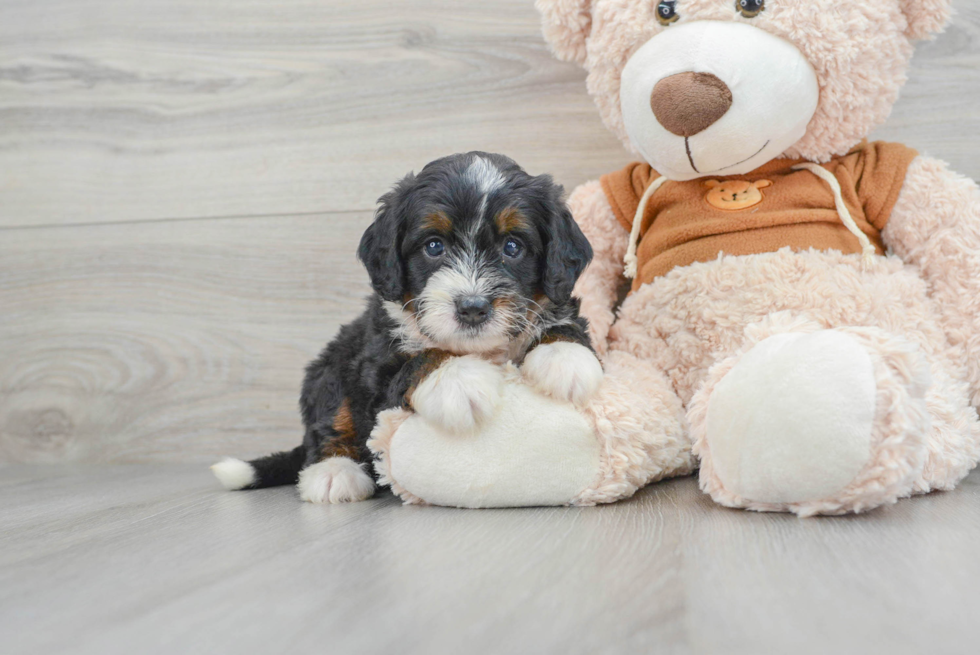 Popular Mini Bernedoodle Poodle Mix Pup