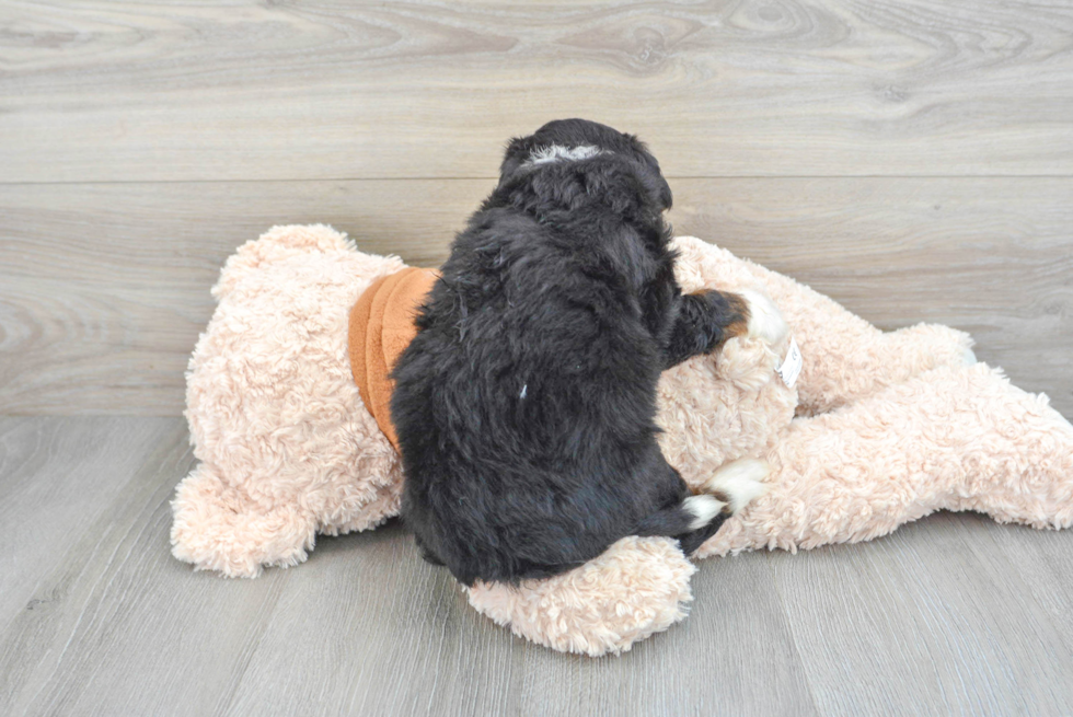 Mini Bernedoodle Pup Being Cute