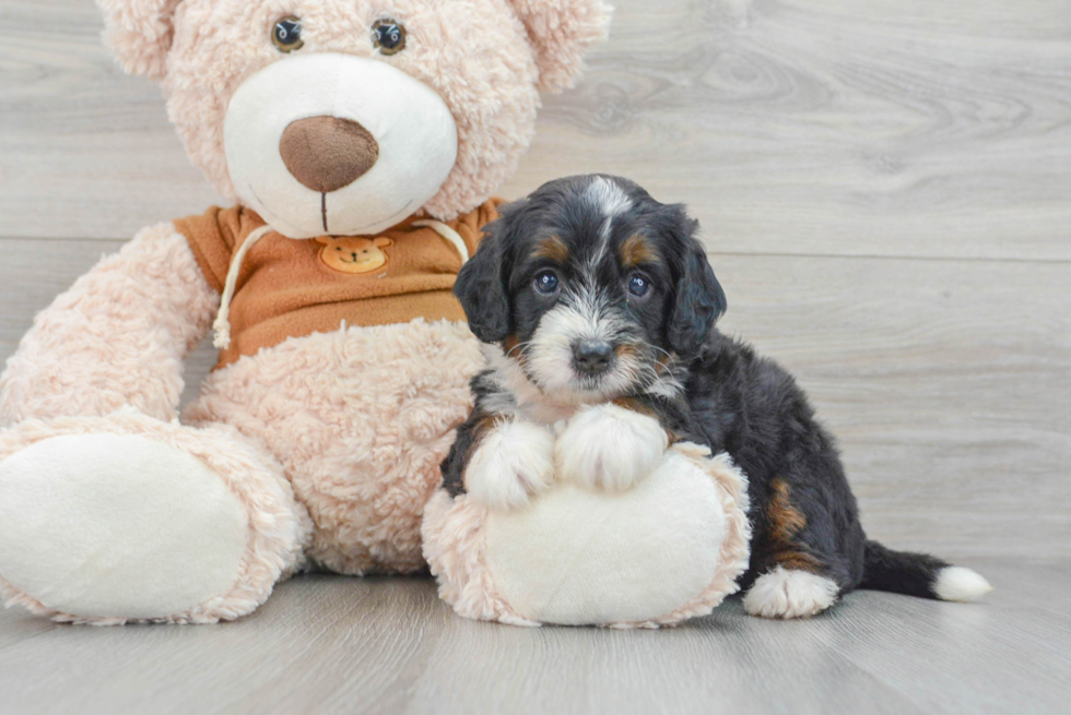 Small Mini Bernedoodle Baby