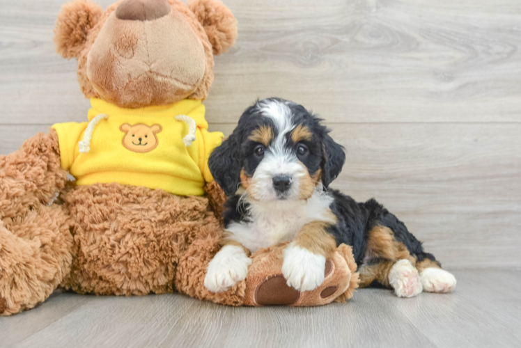 Adorable Mini Bernesedoodle Poodle Mix Puppy