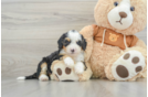 Mini Bernedoodle Puppy for Adoption