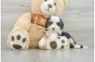 Smart Mini Bernedoodle Poodle Mix Pup