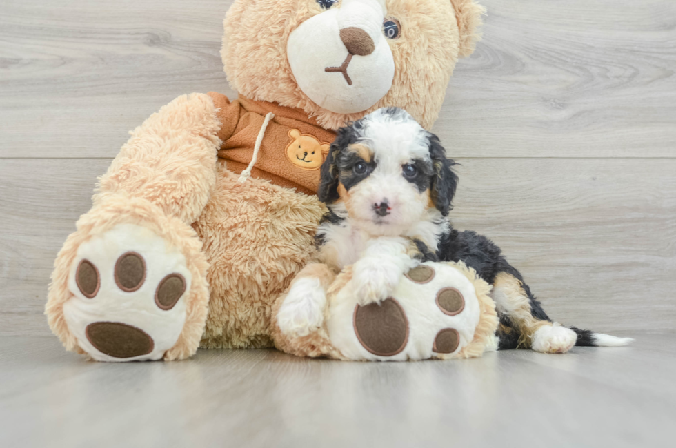 6 week old Mini Bernedoodle Puppy For Sale - Premier Pups