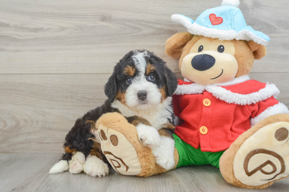 Best Mini Bernedoodle Baby