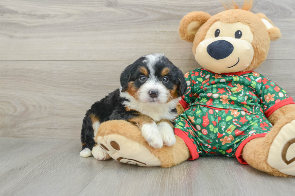 Popular Mini Bernedoodle Poodle Mix Pup