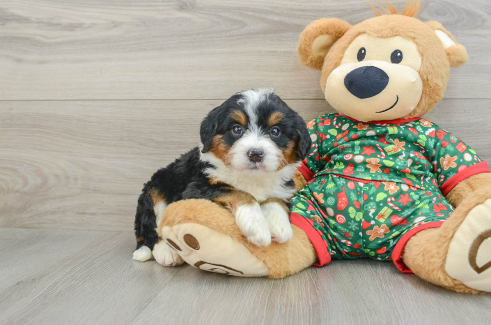 5 week old Mini Bernedoodle Puppy For Sale - Premier Pups