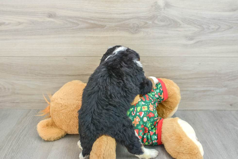 Best Mini Bernedoodle Baby