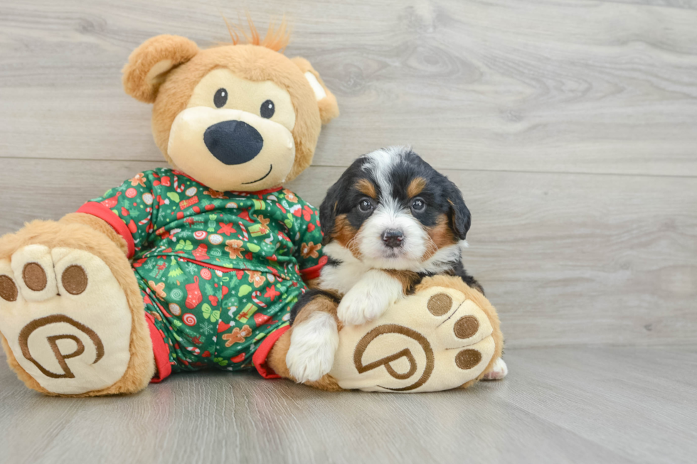 Adorable Mini Bernese Poodle Poodle Mix Puppy