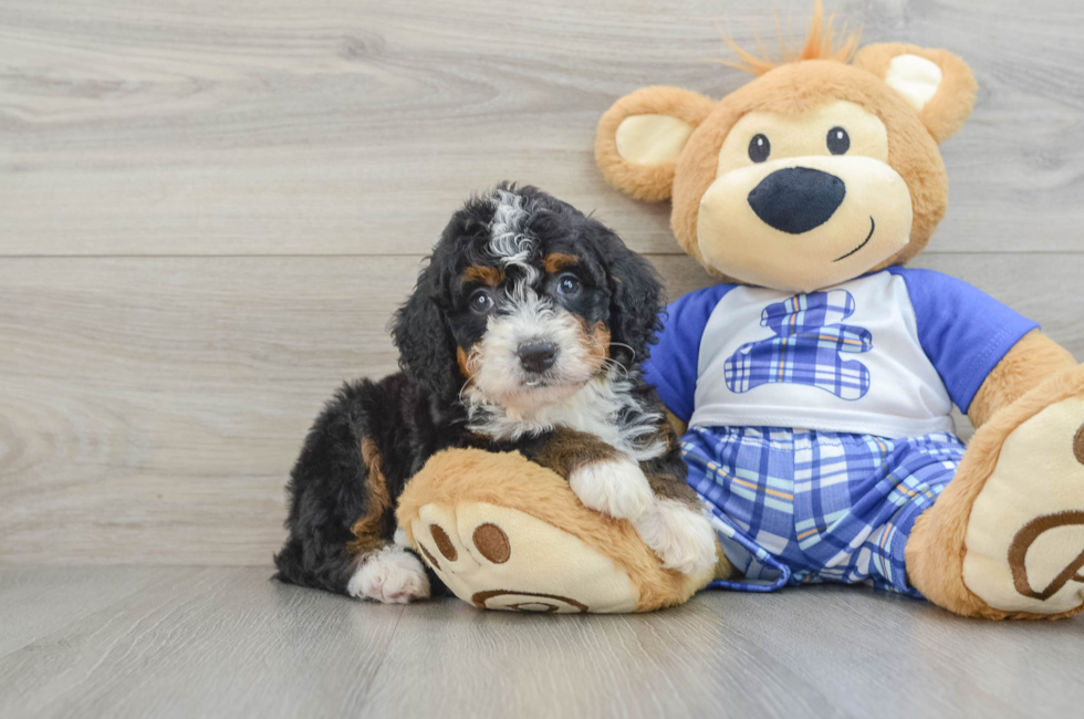 6 week old Mini Bernedoodle Puppy For Sale - Premier Pups