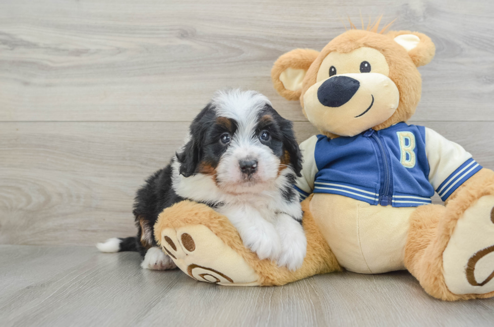 6 week old Mini Bernedoodle Puppy For Sale - Premier Pups