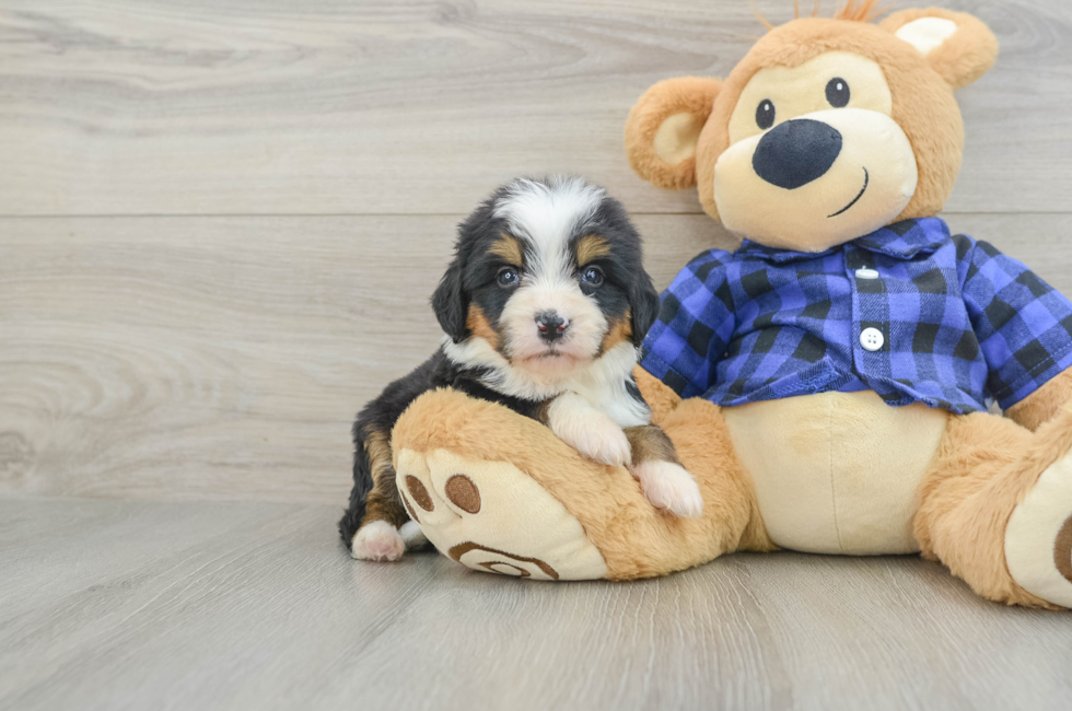 7 week old Mini Bernedoodle Puppy For Sale - Premier Pups