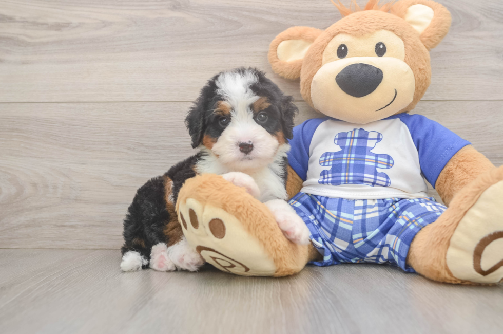 5 week old Mini Bernedoodle Puppy For Sale - Premier Pups