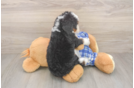 Mini Bernedoodle Puppy for Adoption