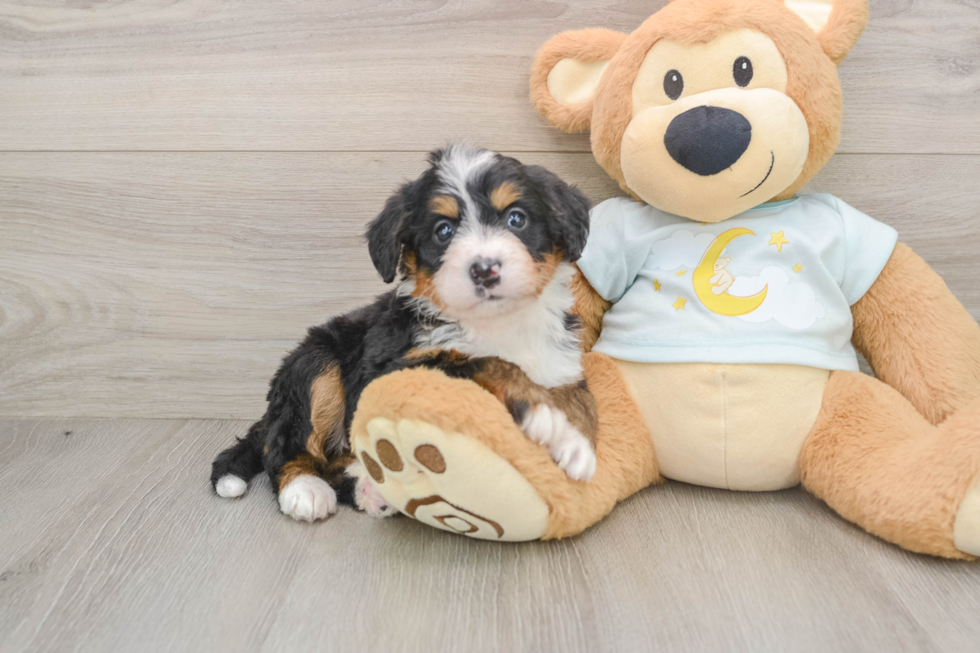 Playful Mini Bernese Poodle Poodle Mix Puppy