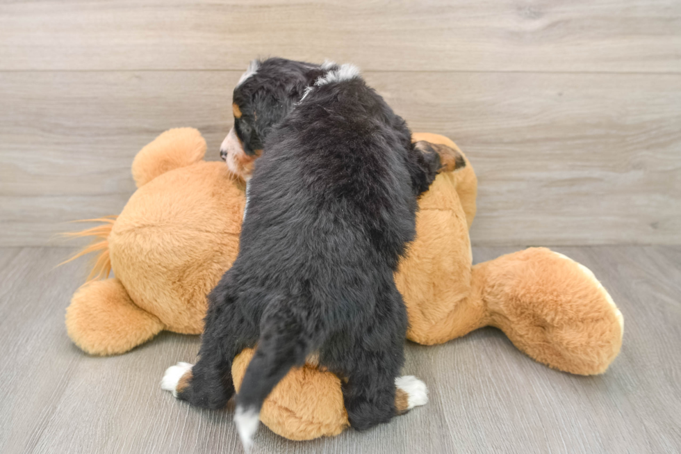 Best Mini Bernedoodle Baby
