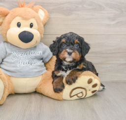 7 week old Mini Bernedoodle Puppy For Sale - Premier Pups