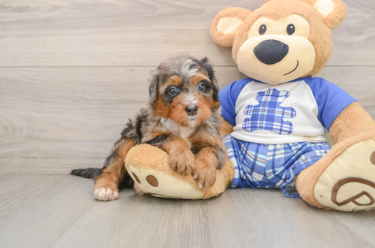 Energetic Bernese Doodle Poodle Mix Puppy