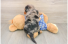 Fluffy Mini Bernedoodle Poodle Mix Pup