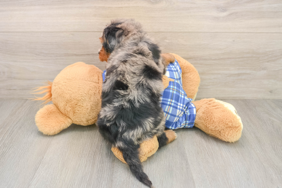 Fluffy Mini Bernedoodle Poodle Mix Pup