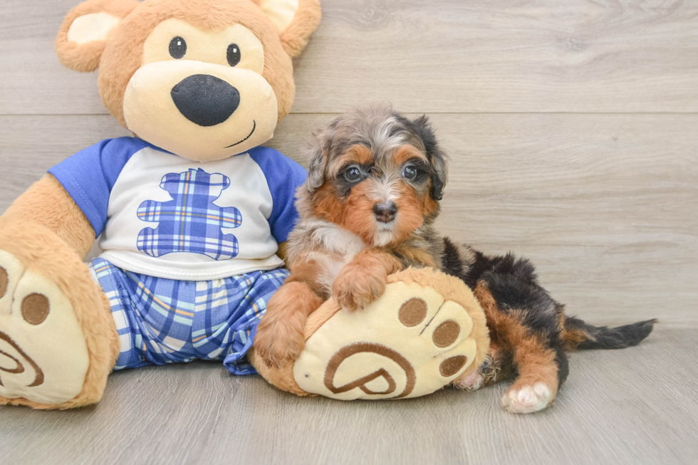 Mini Bernedoodle Puppy for Adoption