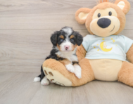 6 week old Mini Bernedoodle Puppy For Sale - Premier Pups