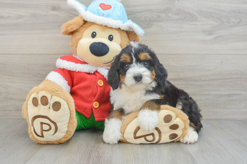 Fluffy Mini Bernedoodle Poodle Mix Pup